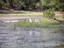 Brolgas at Horshoe Lagoon Lakefield NP - Courtesy Isobel Skoczek