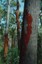 Cape Woodlands - Courtesy Richard Rudd