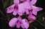 Cooktown Orchid - Courtesy Rhonda Hill