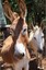 Local Lads of Cooktown - Courtesy of Sharon Rowling