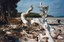 Driftwood, Cape Grenville - Courtesy Richard Rudd