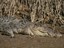 Endeavour River Crocodile - Courtesy Kylie Devenish