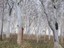 Ghostly Trees - Courtesy Sharon Rowling