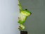 Green Tree Frog - Courtesy Lutsie Higgins