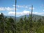 Helenvale Hill - Courtesy Waratah Nicholls