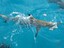 Reef Shark - Black Tip Reef Shark, Great Barrier Reef, Cooktown - Courtesy Gay Mcdonald