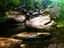 Rainforest Creek in Bloomfield - Courtesy Alf Mikelat