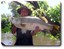 Barramundi. Courtesy Gone Fishing