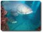 Cooktown groupers Courtesy The Lure Shop