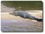 Crocodile. Courtesy Gone Fishing