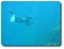 Spearfishing Courtesy The Lure Shop