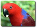 Eclectus Parrot (Female)