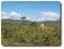 Heathland, Iron Range National Park, Cape York