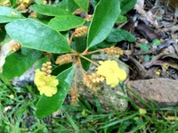 Hibbertia_banksii Amorphophallus species in the Aroid Garden