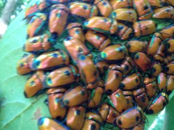 Bugs in the garden