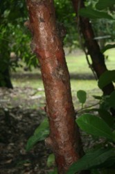 Dark red paper bark.