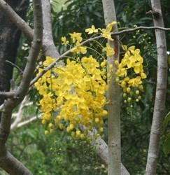 Golden Shower has a stunning display of yellow flowers.