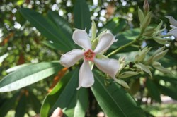 Milkwood, or native frangipani has pretty perfumed flowers