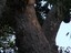 palmcockatoo.JPG - 