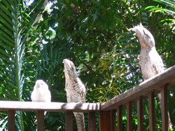 Milkwood Lodge