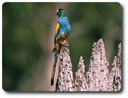 Kirrama Wildlife Tours Kirrama Wildlife Tours