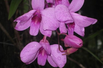Cooktown Orchid