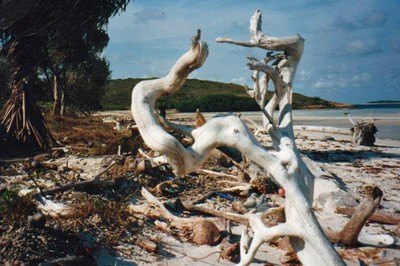 Driftwood, Cape Grenville