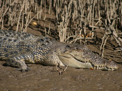 Endeavour River Crocodile