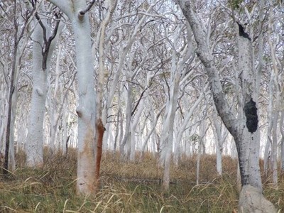 Ghostly Trees