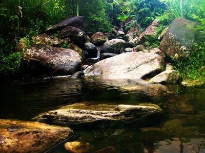 Rainforest Creek in Bloomfield