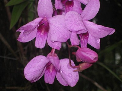Cooktown_Orchid_-rhonda.JPG