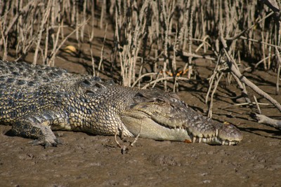 Endeavour_River_crocodile_-kylie.JPG