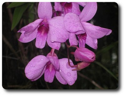 Cooktown Orchid