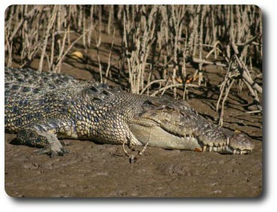 Endeavour River Crocodile