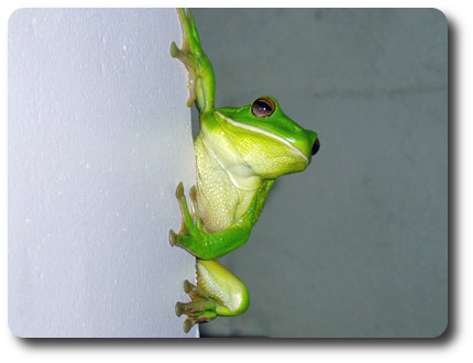 Green Tree Frog