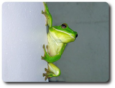 Green Tree Frog