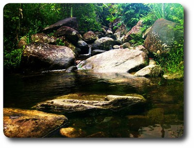 Rainforest Creek in Bloomfield