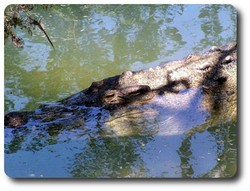 Estuarine Crocodile. Courtesy of Lynette Ensor