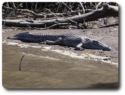 Crocodile