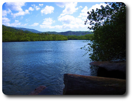 Fishing in the Rainforest Coast