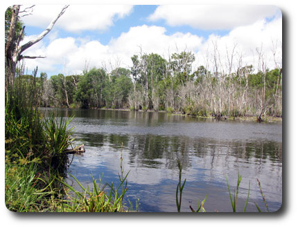 Starke Wetlands