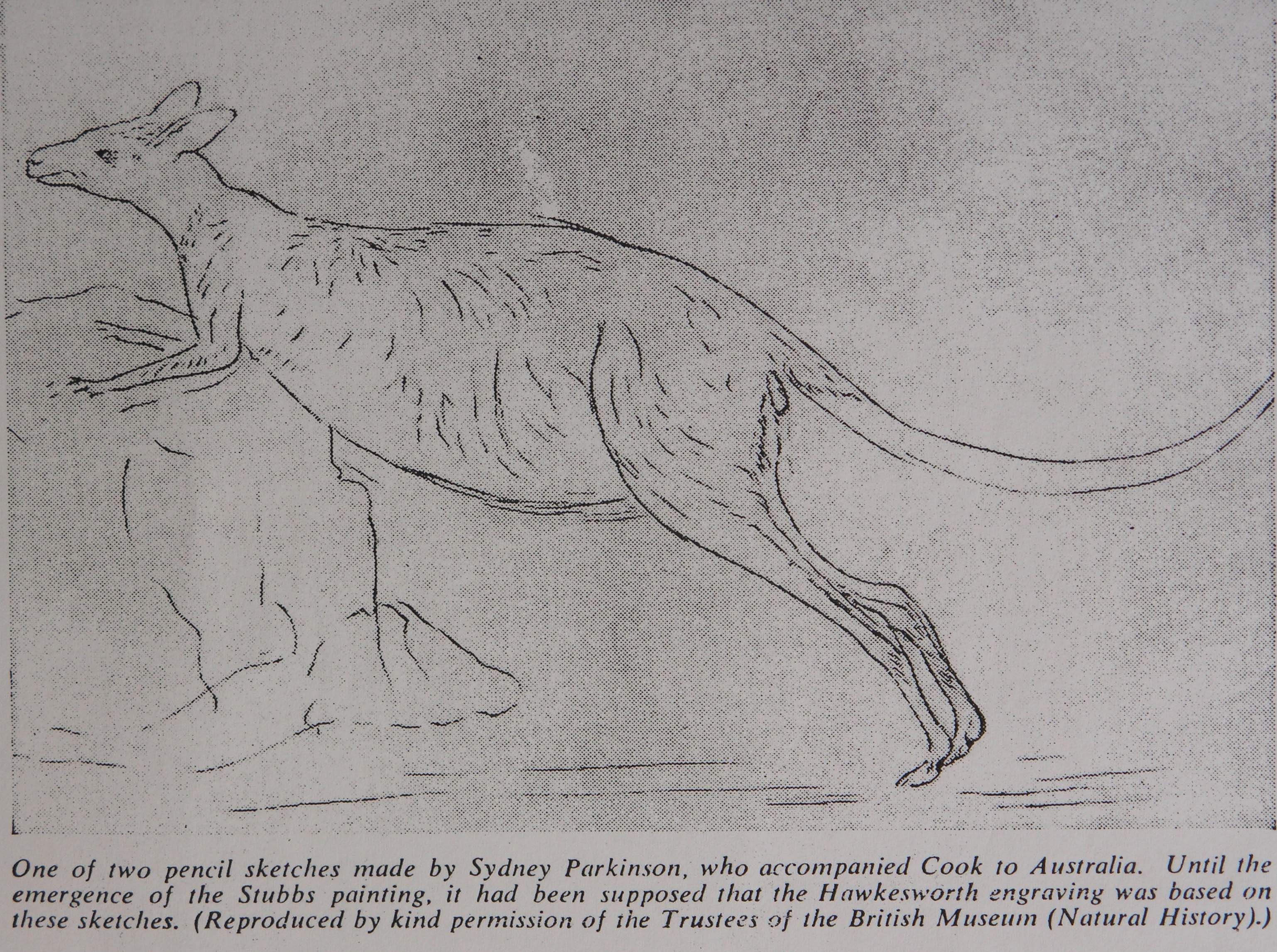 First Depiction of Kangaroo