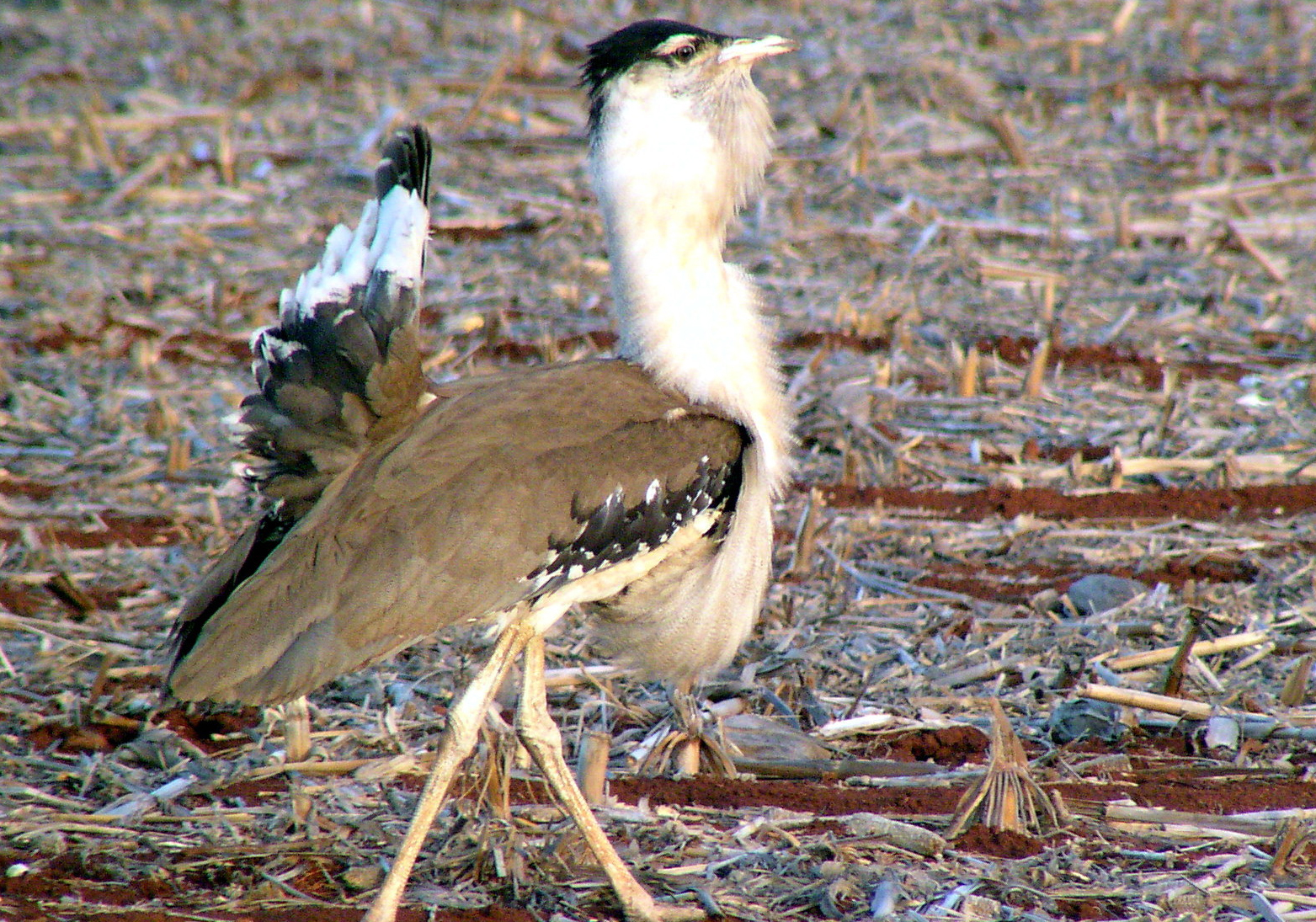 Australian Bustard