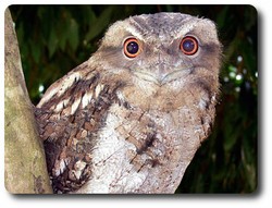 Papuan Frogmouth. Courtesy Lynette Ensor