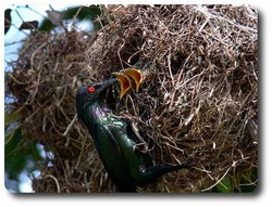 Metallic Starling at Nest. Courtesy of Lynette Ensor