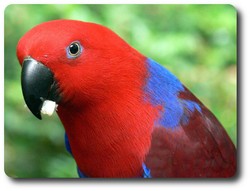 Female Eclectus Parrot. Courtesy of Lynette Ensor