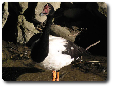 Magpie Goose Male