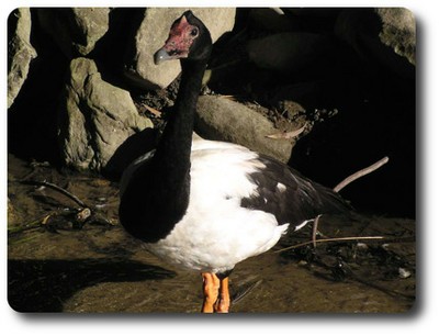 Magpie Goose Male