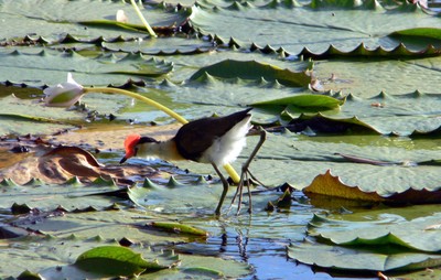 Comb crested jacana