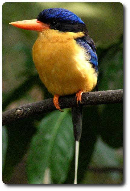 Birdwatching in and near Cooktown